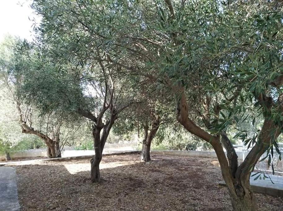 White Villa In Olive Trees And Seaview To Panagia Almiropotamos Exterior photo