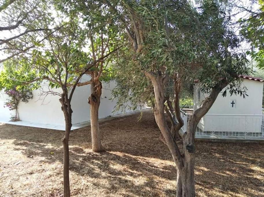 White Villa In Olive Trees And Seaview To Panagia Almiropotamos Exterior photo